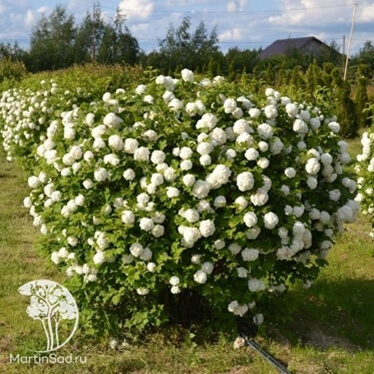 Калина (Viburnum) Калина (Viburnum)