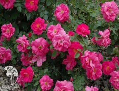 Роза канадская Феликс Леклерк