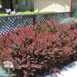 design-4.jpg design-4.jpg