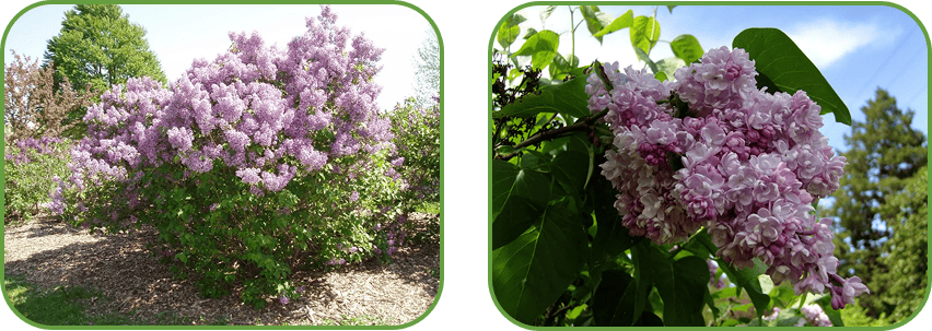 Сирень Бель Дэненси