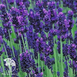 Лаванда узколистная (Lavandula angustifolia) Лаванда узколистная (Lavandula angustifolia)