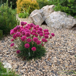 Армерия Луизианская (приморская)  серия Альпийская горка