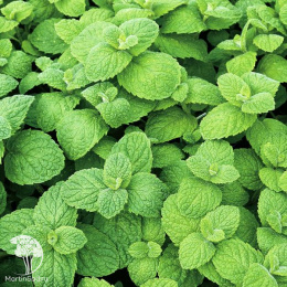 Мята яблочная