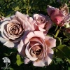  Роза флорибунда Коко Локо фото 3 
