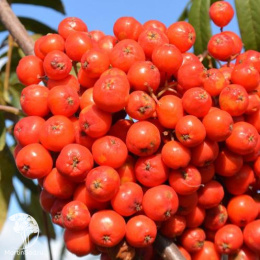 Рябина крупноплодная Вефед