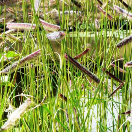 Бутелуа изящная