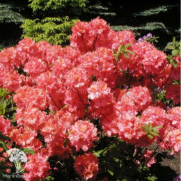 Азалия крупноцветковая Сарина