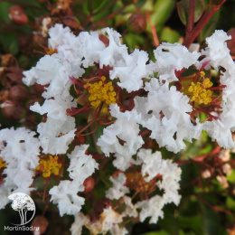 Лагерстремия индийская Нивея
