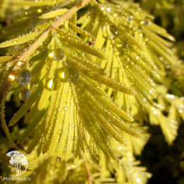 Метасеквойя глиптостробоидная Голдраш