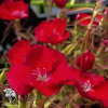 Dianthus chinensis Diana Scarlet Гвоздика китайская Диана Скарлет фото 2 