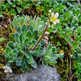 Saxifraga Hosta Камнеломка Хоста
