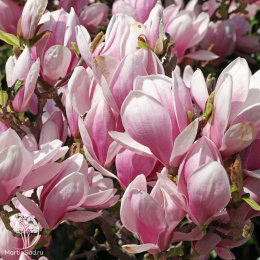 Магнолия суланжа Бургунди