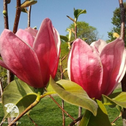 Магнолия Роза Мария