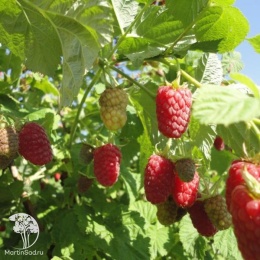 Rubus idaeus Cascade Delight Малина Каскад Делайт