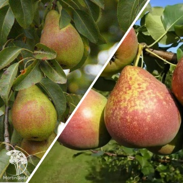 Фото Груша гибрид Просто Мария  + Мрамораня
