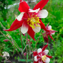 Аквилегия Красная звезда, культурная