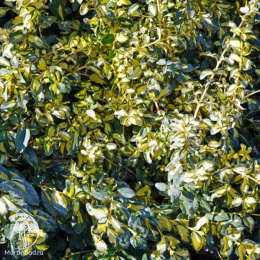 Бересклет Форчуна Микаэла