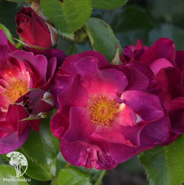 Фото Роза флорибунда Блаувестед