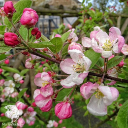 Яблоня Эверест на шпалере