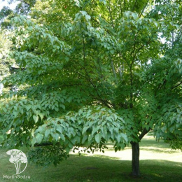 Клён Давида змеекорый Маделин Спитта