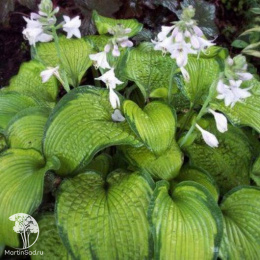 Хоста Брайт Лайтс