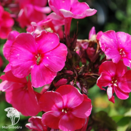 Флокс метельчатый Тенор