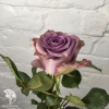 Роза чайно-гибридная Дольчетто фото 1 