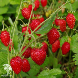 Земляника Регина