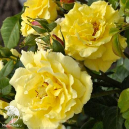 Роза Лихткениген Лючия