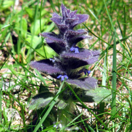 Живучка пирамидальная