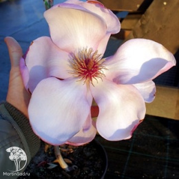 Магнолия Иоланта