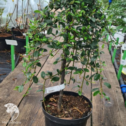 Кизильник гибридный Джульетта на штамбе