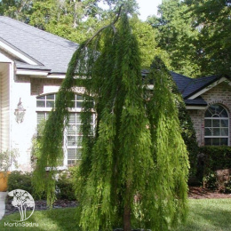 Метасеквойя глиптостробусовая Пендула