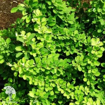 Фото Барбарис Тунберга Грин Сапфир