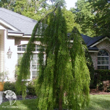 Фото Метасеквойя глиптостробусовая Пендула