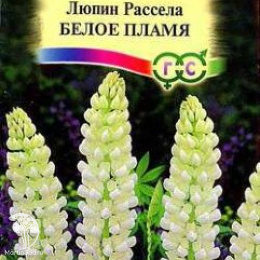 Люпин Белое пламя