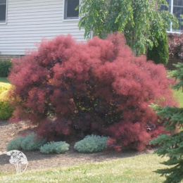 Скумпия кожевенная Лилла