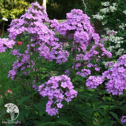 Флокс Хесперис