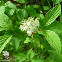 Дёрен белый Cornus alba