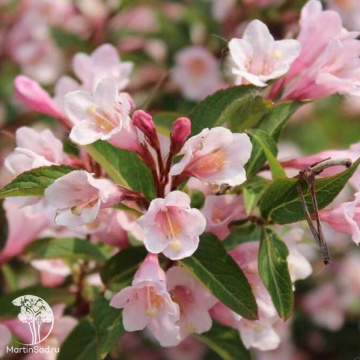 Фото Вейгела цветущая Винтаж Лав