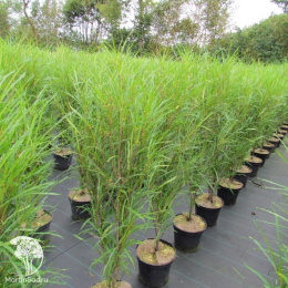 Крушина ломкая Файн Лайн