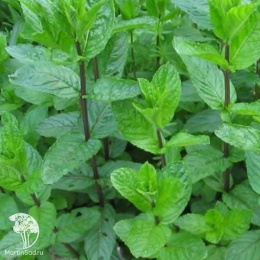 Мята Ментол