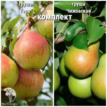 Фото Груша Гера + опылитель Груша Чижовская