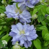 Клематис крупноцветковый Блю Даймонд фото 1 