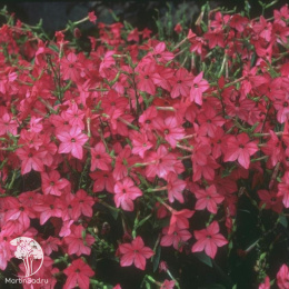 Табак Благоухающая гавань красный F1 душистый пробирка, серия Сад ароматов