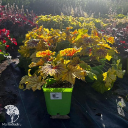 Сверхвыгодный микс! Гейхера Дельта Даун + Гейхера Черри Кола + Гейхера Ред Лайтинг