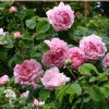 Роза парковая Конрад Фердинанд Мейер фото 1 
