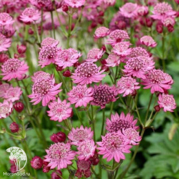 Астранция крупноцветковая Кериз Баттон