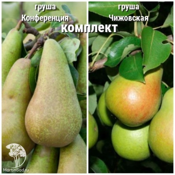 Фото Груша Конференция + опылитель Груша Чижовская