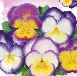 Виола Аврора F1, Виттрока (Анютины глазки) серия Фарао